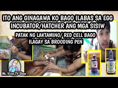 ITO GAWAIN KO BAGO ILABAS SA HATCHER ANG MGA .